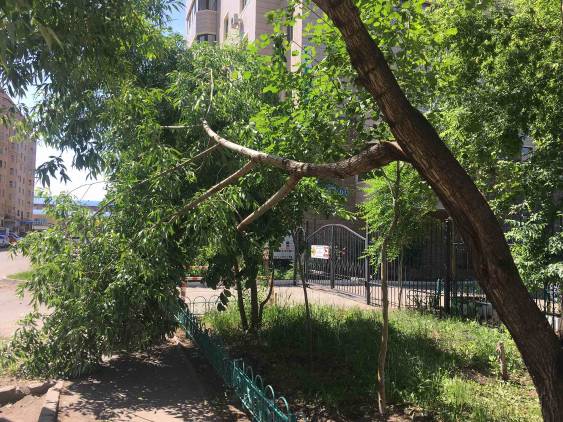 дерево с треснувшим сиволом нависло над тротуаром

Город: Другая