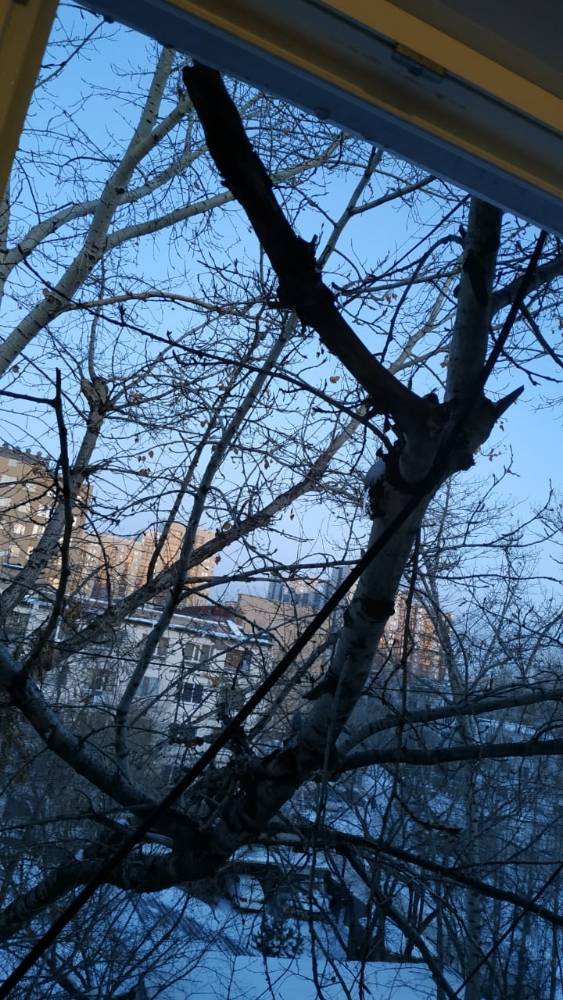 Прошу спилить ветку дерева по адресу ул. Луи Пастера 69. 510 комната, окна смотрят на восход.  Так как она задевает кровлю и разрушает её медленно и другим концом при ветре разобьёт окно, запланируйте её спиливания на начало 2020 года в январе.